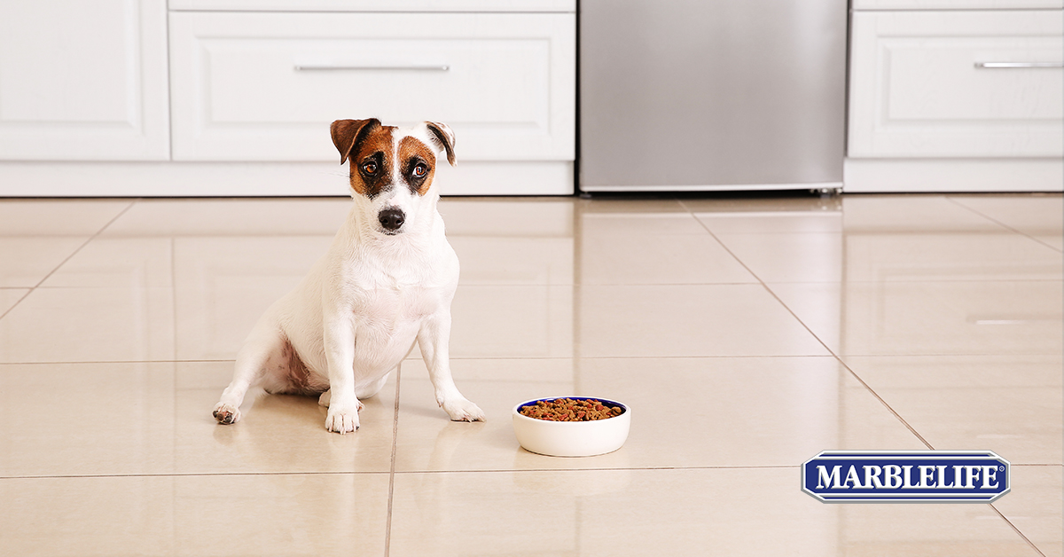 Ensuring Pet-Friendly Floor Maintenance with MARBLELIFE - Post